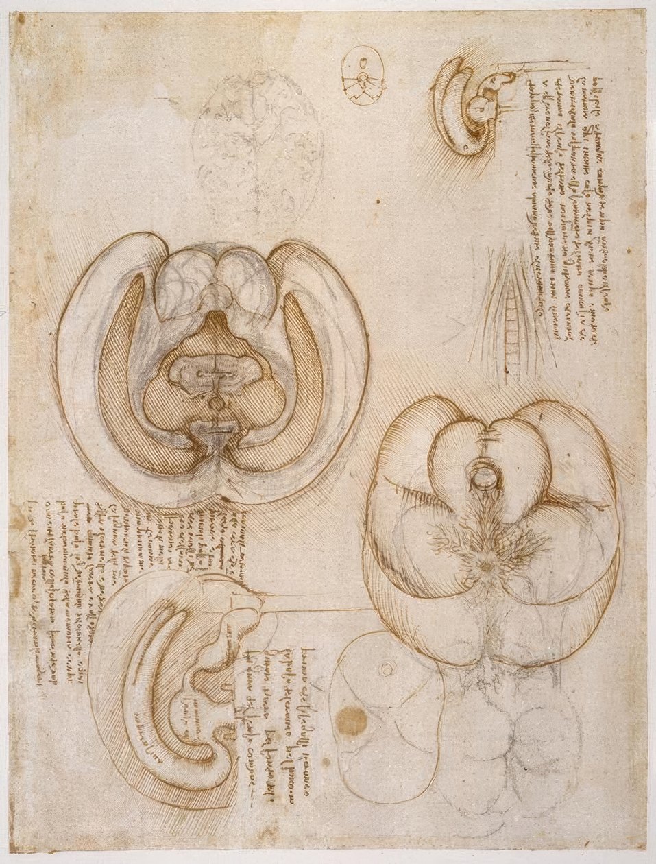 Anatomiastudia autorstwa Leonardo da Vinci