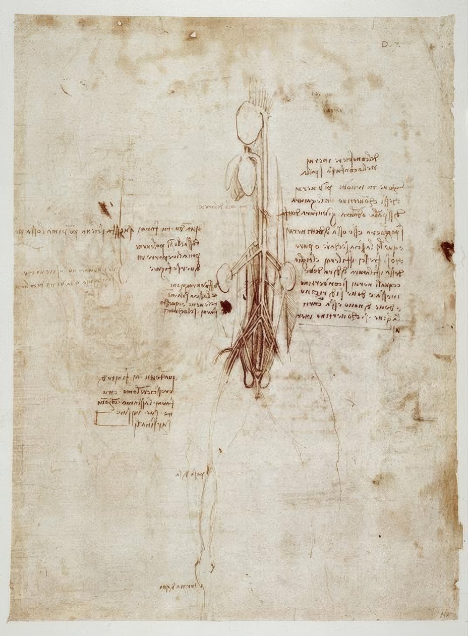 Anatomiastudia autorstwa Leonardo da Vinci