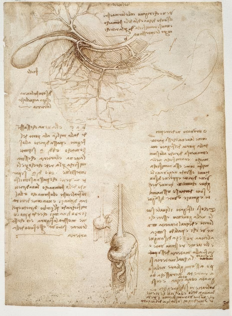 Anatomiastudia autorstwa Leonardo da Vinci