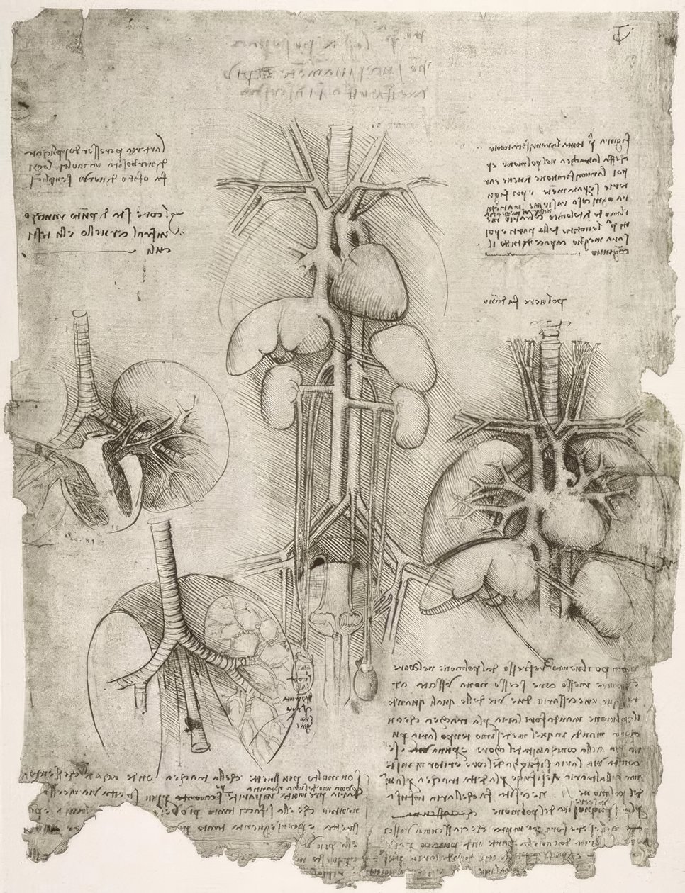 Anatomiastudia autorstwa Leonardo da Vinci