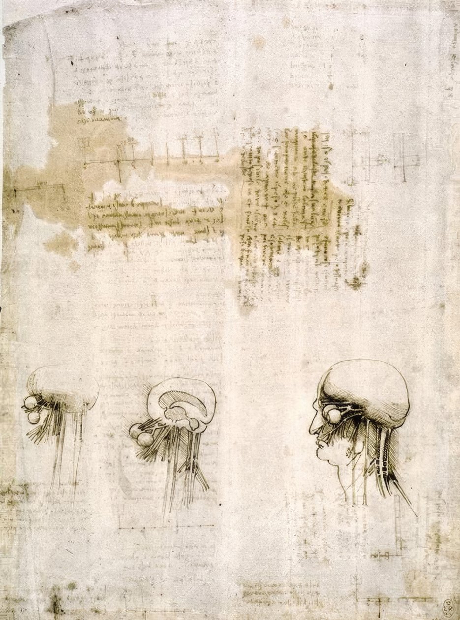 Anatomiastudia autorstwa Leonardo da Vinci