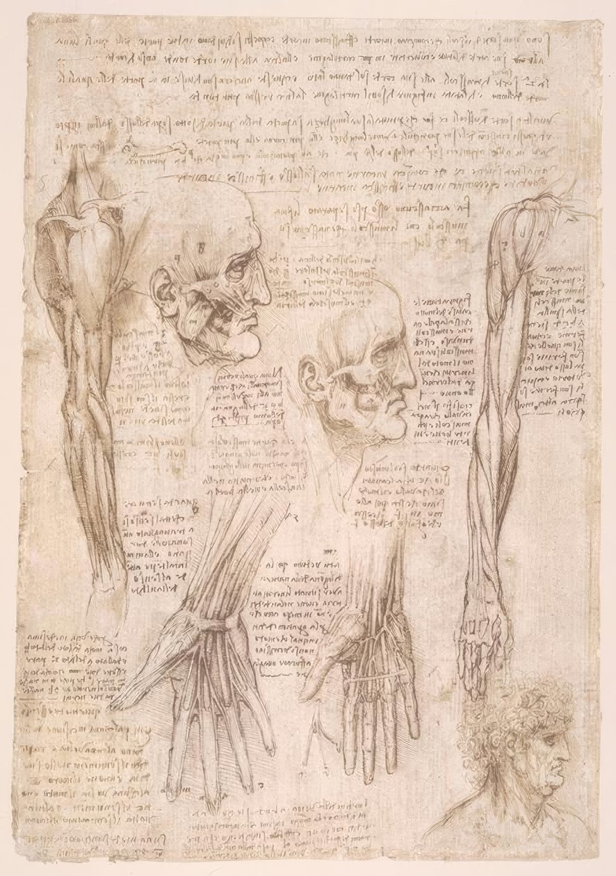 Anatomiastudia autorstwa Leonardo da Vinci
