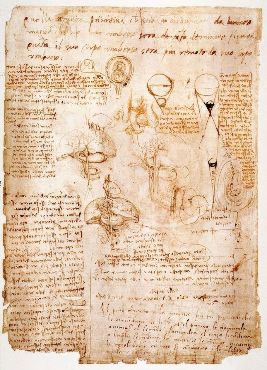 Badania anatomii: narządy brzucha ... autorstwa Leonardo da Vinci