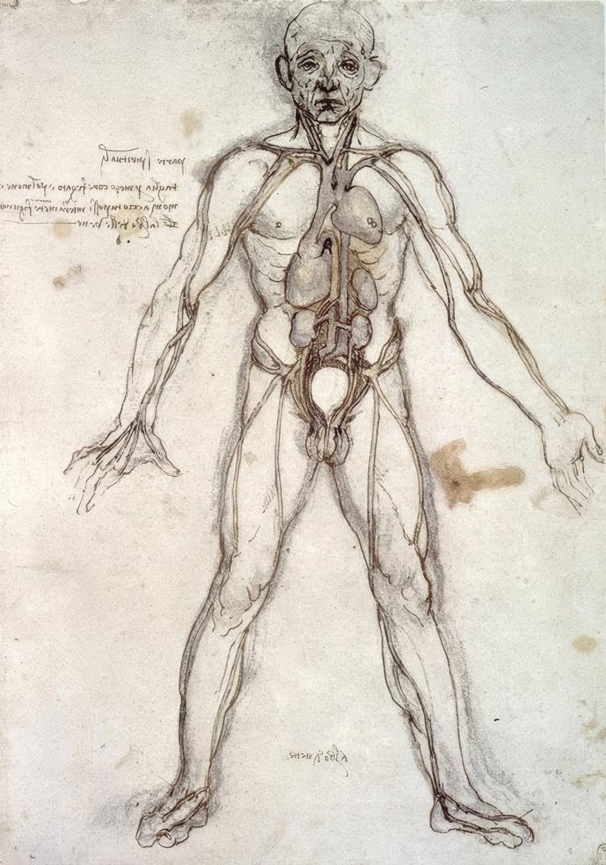 Drzewo naczyń autorstwa Leonardo da Vinci