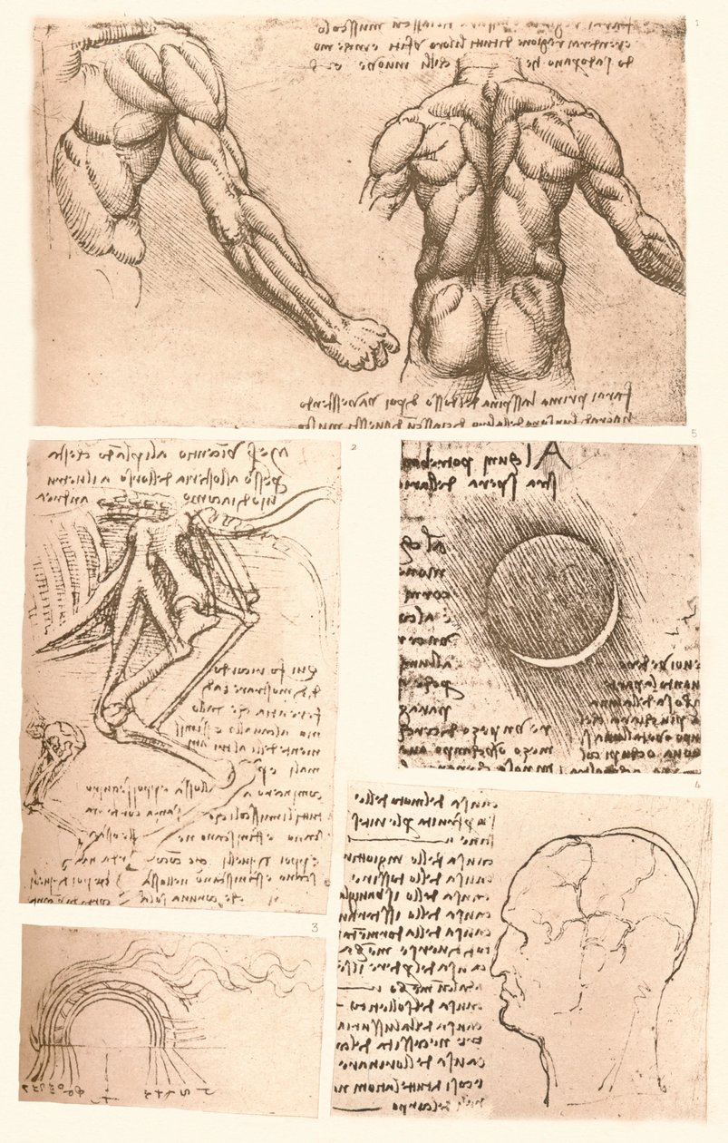 Cztery rysunki anatomiczne, c1472-c1519 1883 autorstwa Leonardo da Vinci
