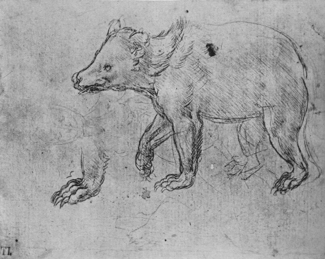 Studium niedźwiedzia, ok. 1480 1945 r autorstwa Leonardo da Vinci