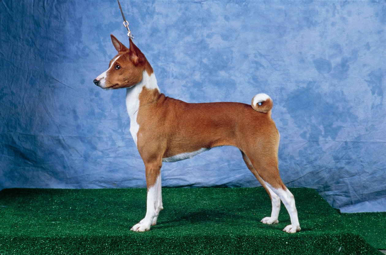 Pies Basenji (zdjęcie) autorstwa Unbekannt Unbekannt