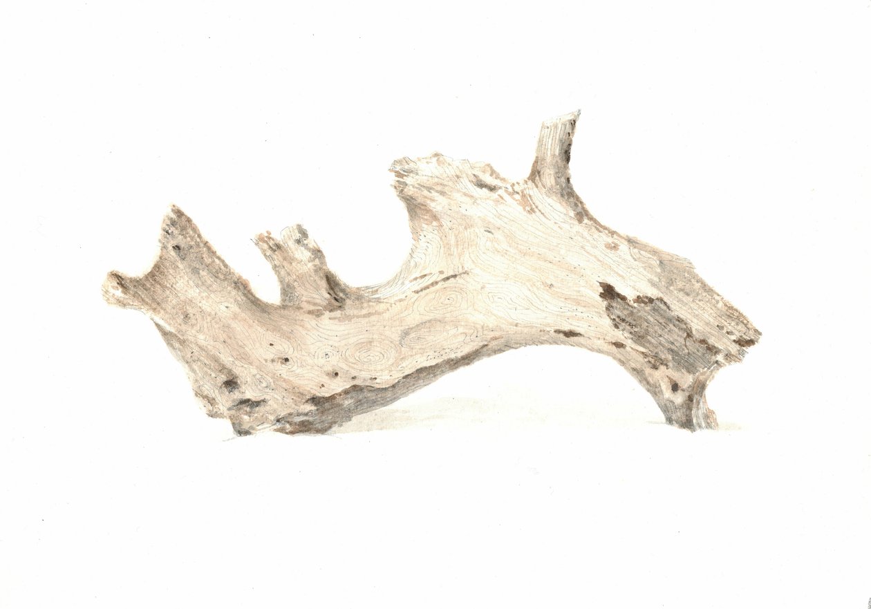 Driftwood, 2015 autorstwa Lincoln Seligman