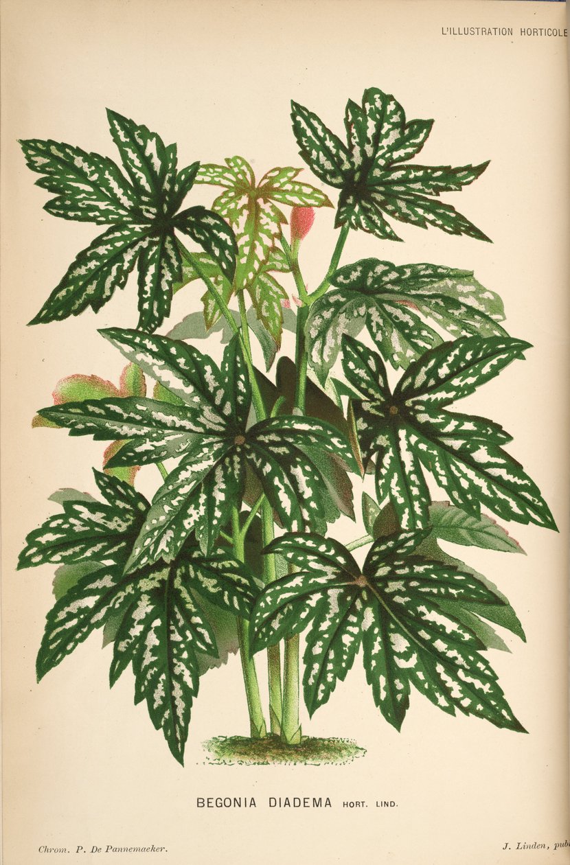 begonia diadem autorstwa Linden