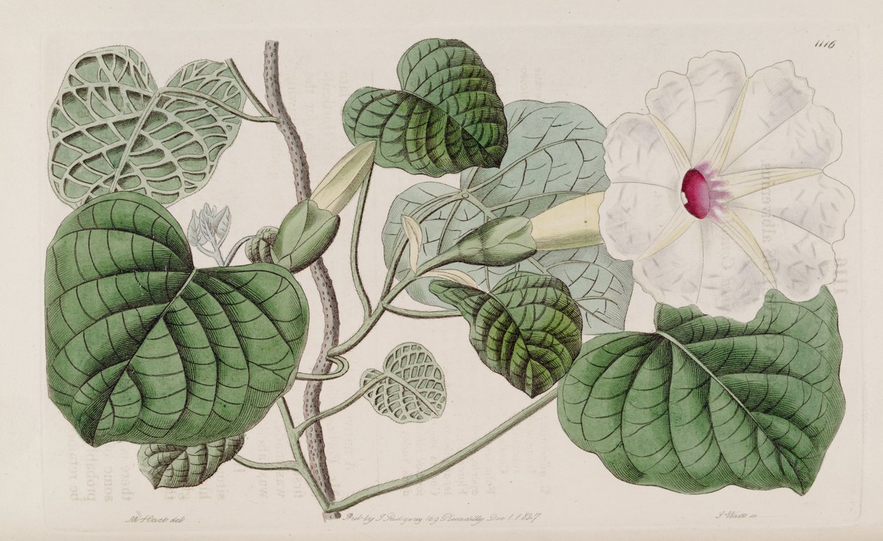 Ipomoea albivenia autorstwa John Lindley