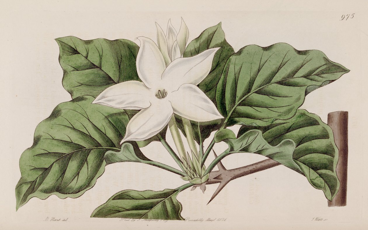 Gardenia w pobliżu autorstwa Lindley