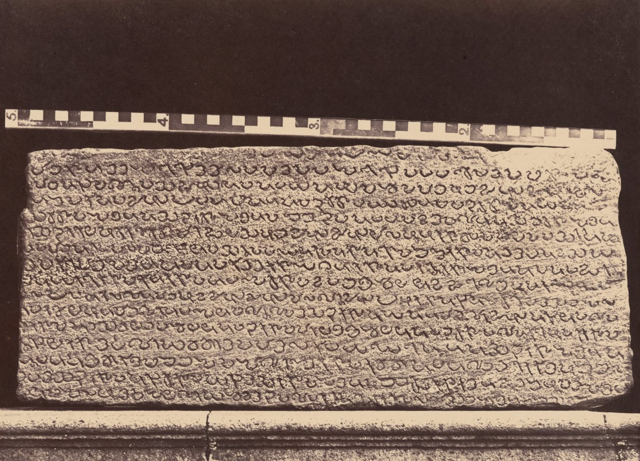 Marmury Elliota, 1859 (zdjęcie) autorstwa Linnaeus Tripe