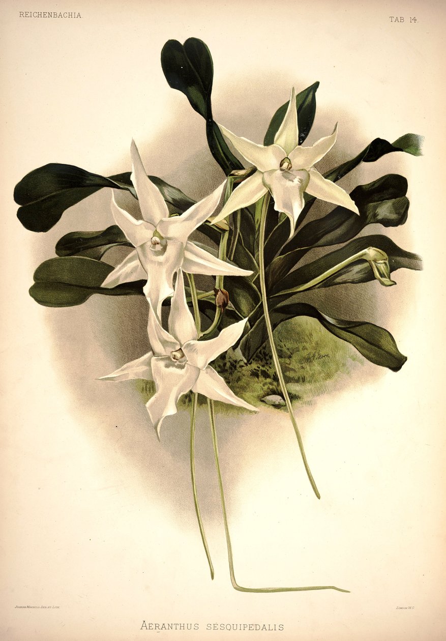 Angraecum sesquipedale autorstwa London H. Sotheran and Co.