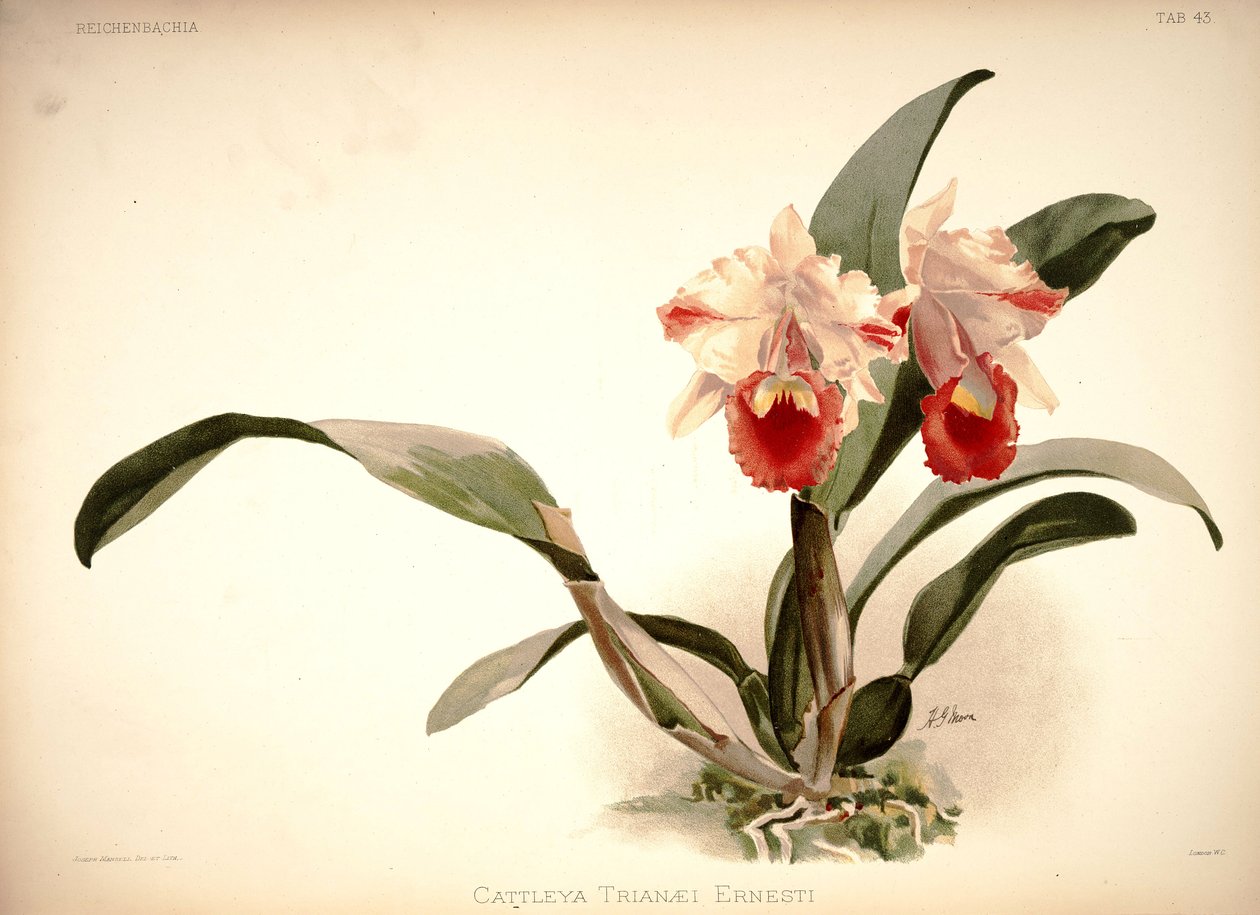 Cattleya trianae autorstwa London H. Sotheran and Co.