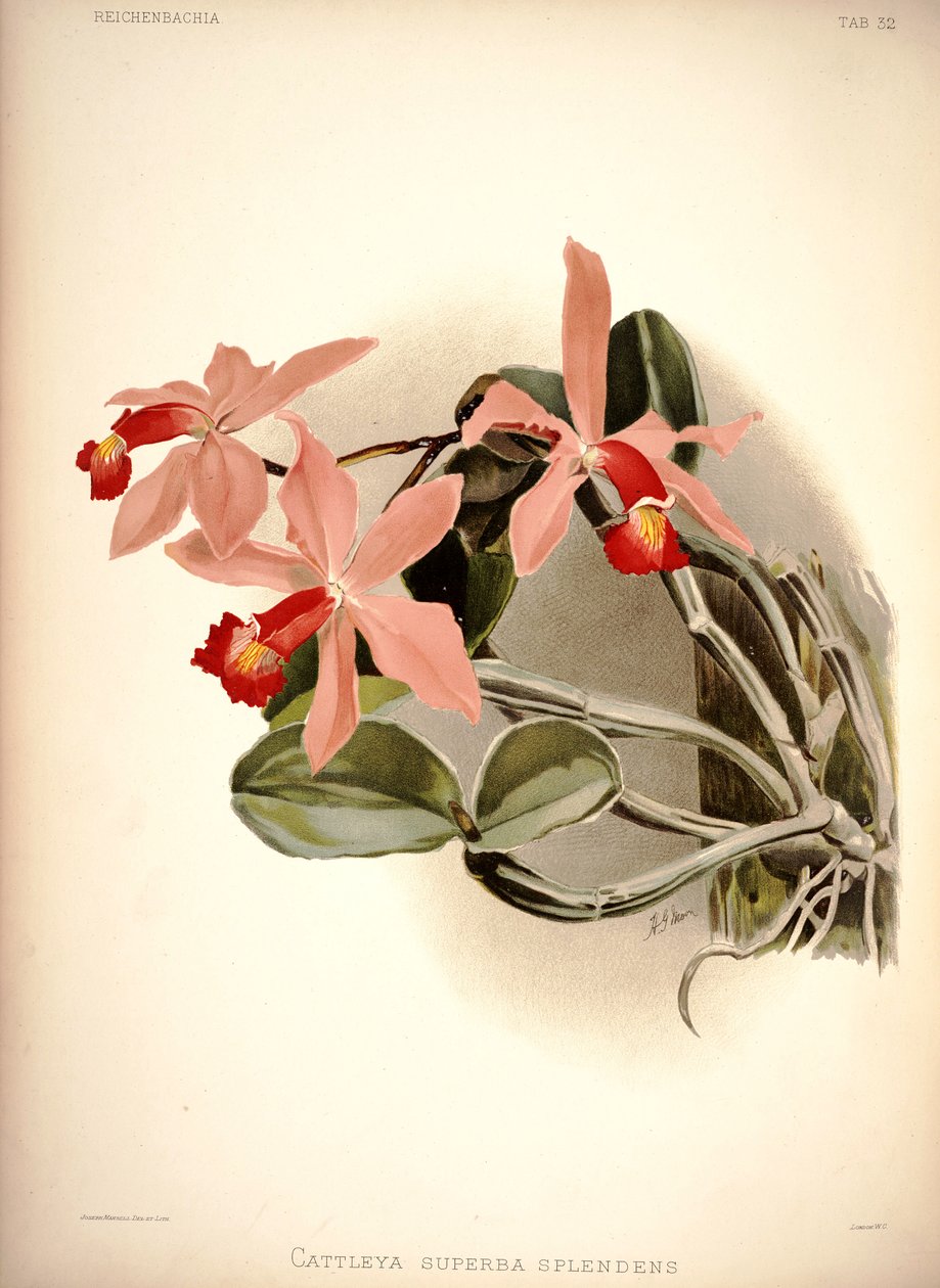 Cattleya violacea autorstwa London H. Sotheran and Co.