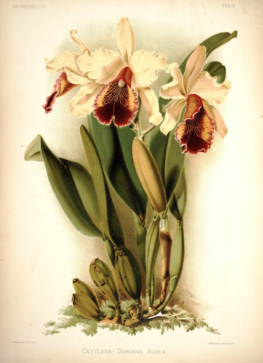 Cattleya Dowa autorstwa London H. Sotheran and Co.