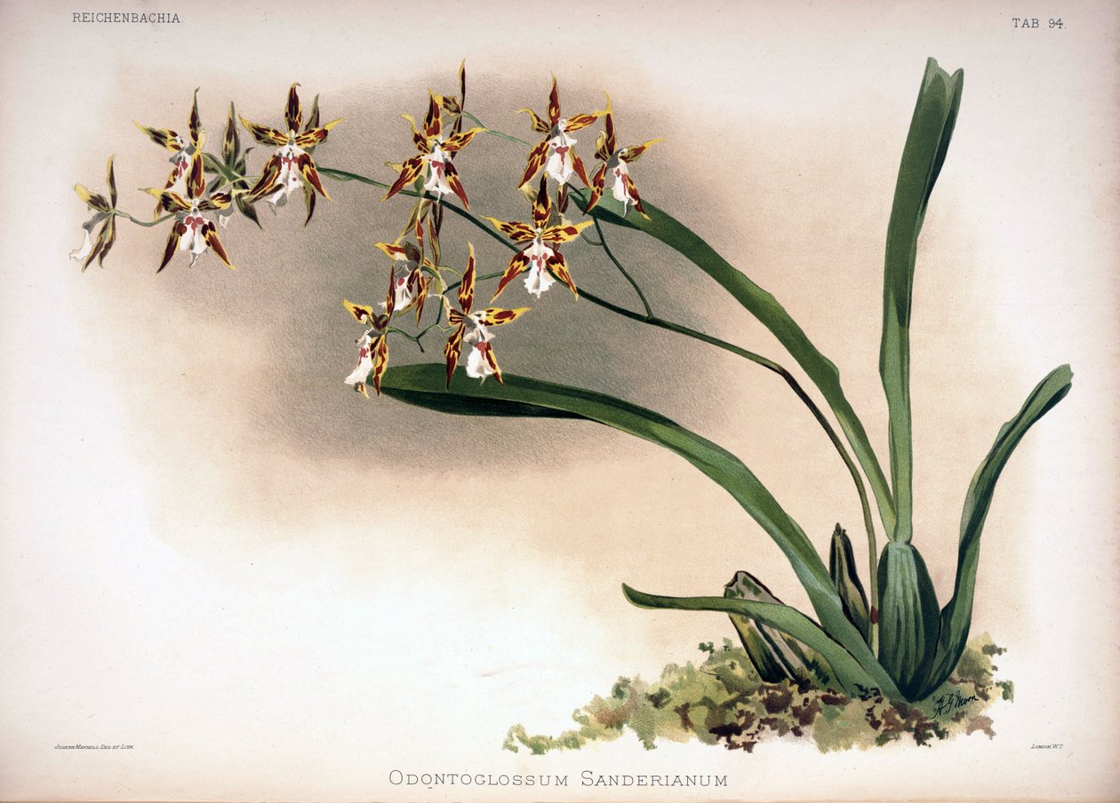 Odontoglossum constrictum jako syn.: Odontoglossum sanderianus autorstwa London H. Sotheran and Co.