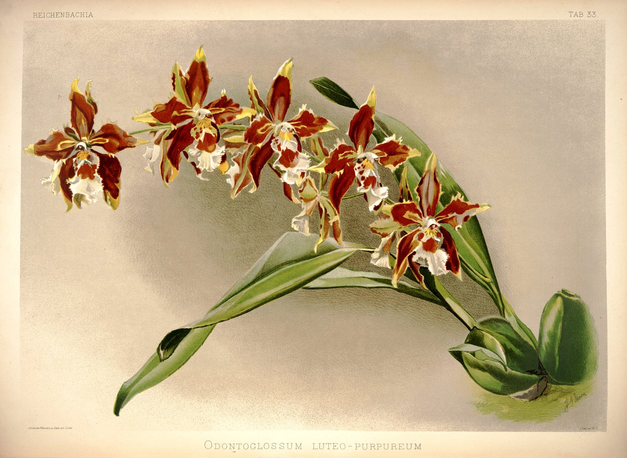 Odontoglossum luteopurpureum autorstwa London H. Sotheran and Co.
