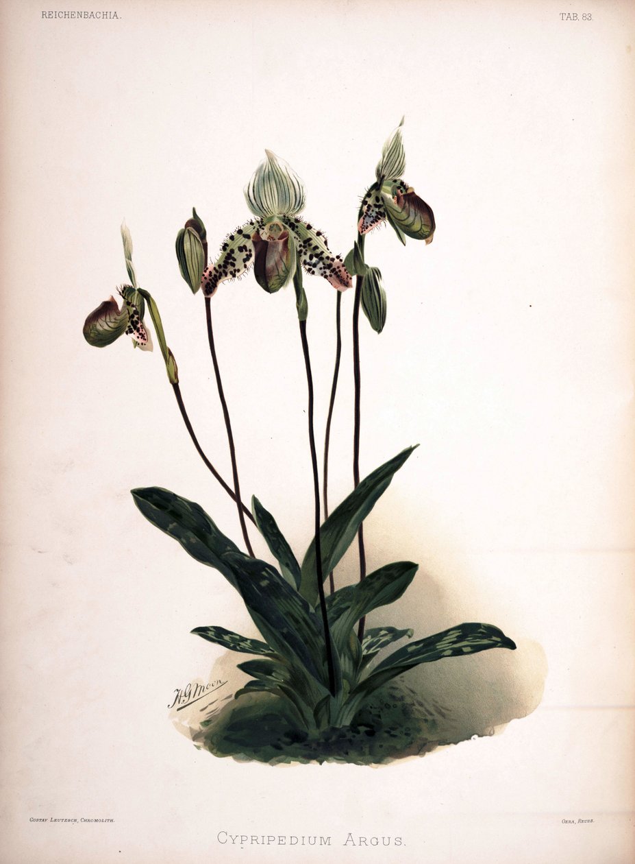 Paphiopedilum argus as syn: Cypripedium argus autorstwa London H. Sotheran and Co.