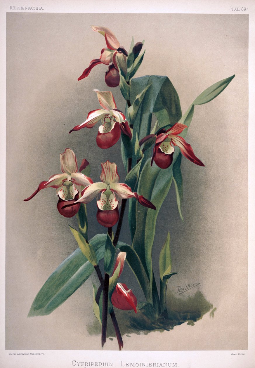 Phragmipedium × sedenii as syn: Cypripedium × lemoinierianum autorstwa London H. Sotheran and Co.