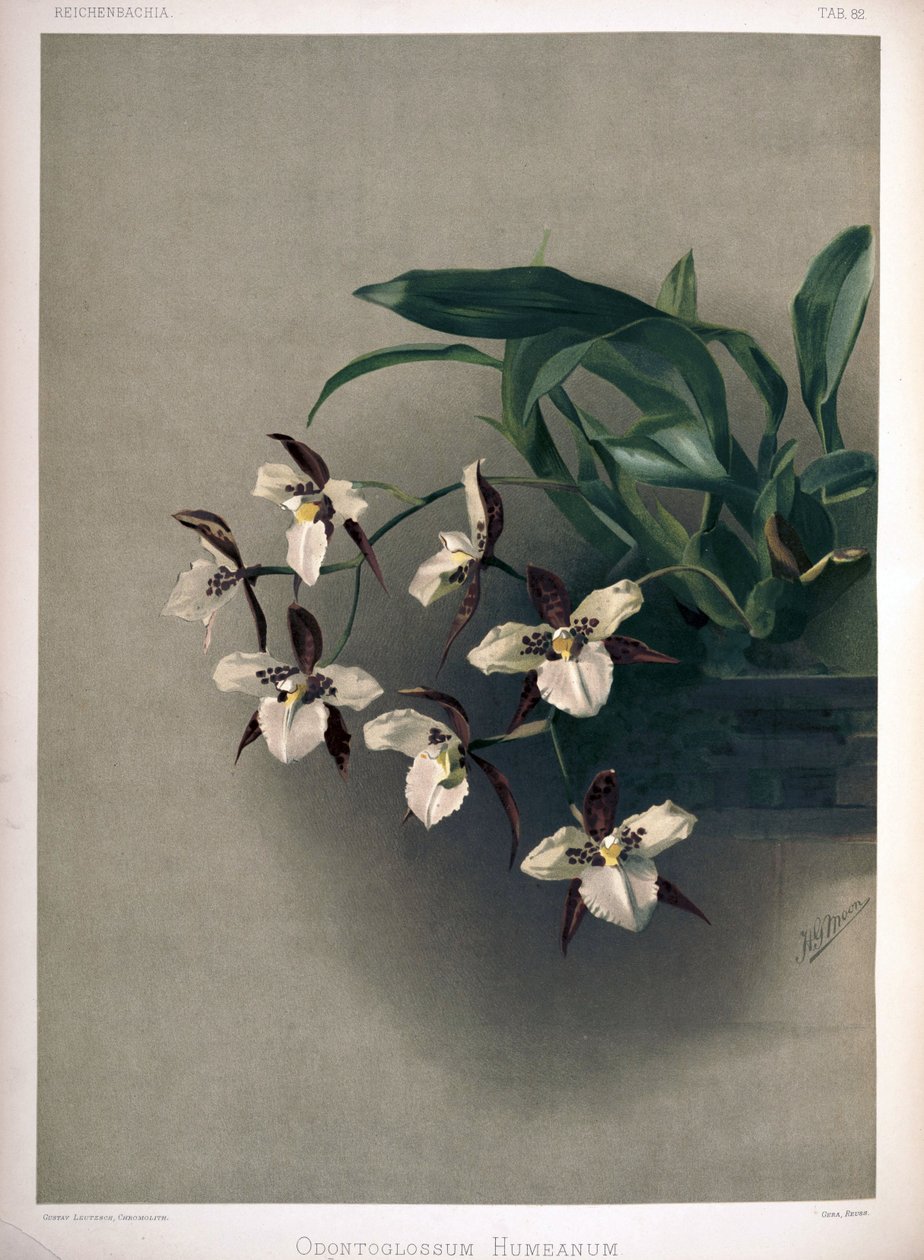 Rhynchostele × humeana jako syn: Odontoglossum × humeanum autorstwa London H. Sotheran and Co.