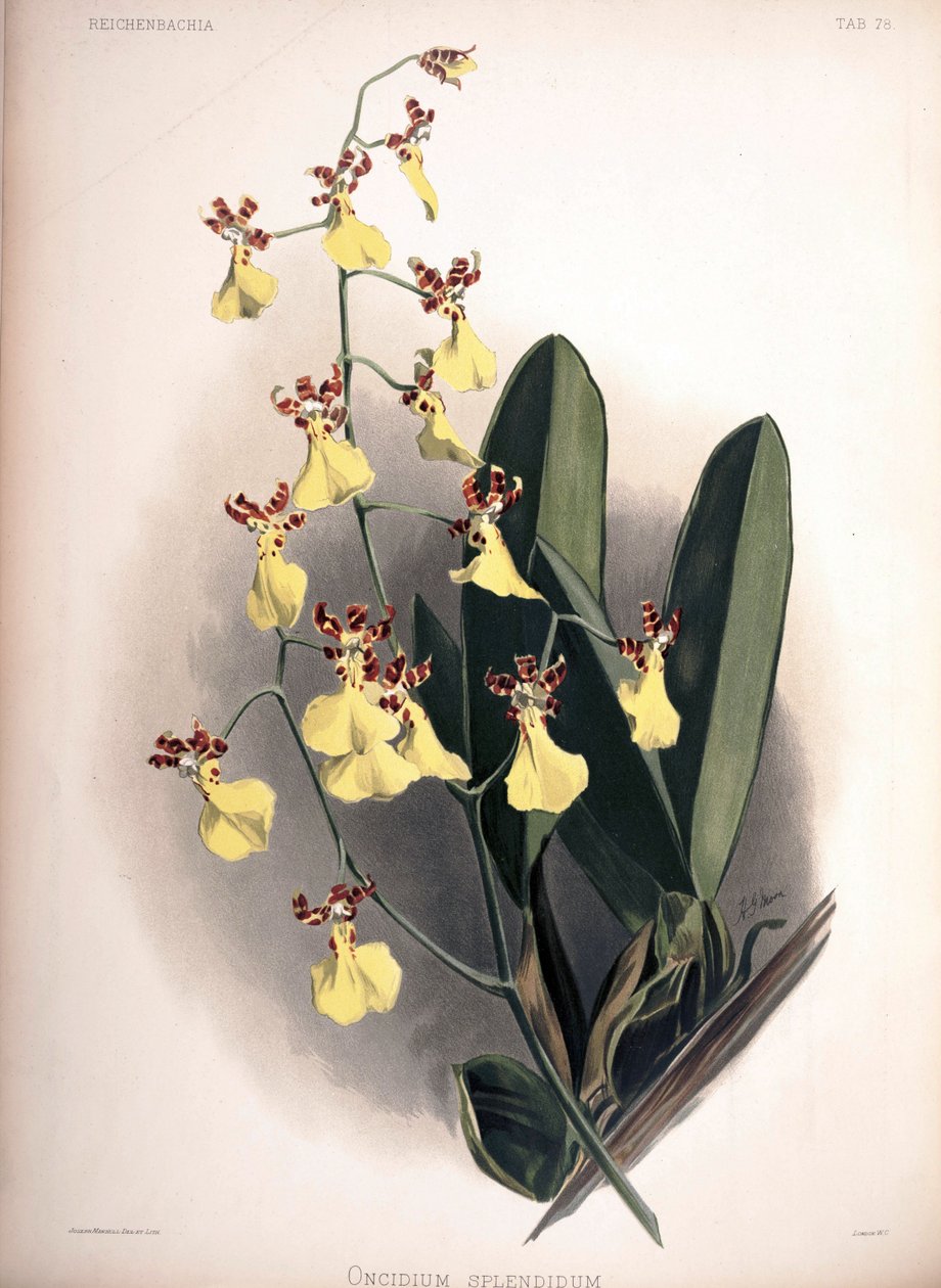 Trichocentrum splendidum jako syn.: Oncidium autorstwa London H. Sotheran and Co.