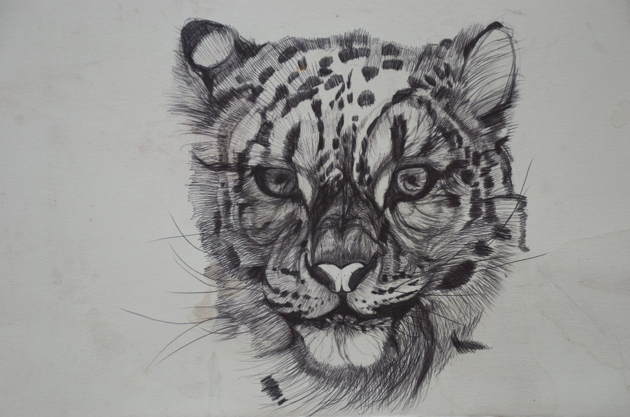 Snow Leopard, 2016, (biro biro na papierze) autorstwa Lou Gibbs