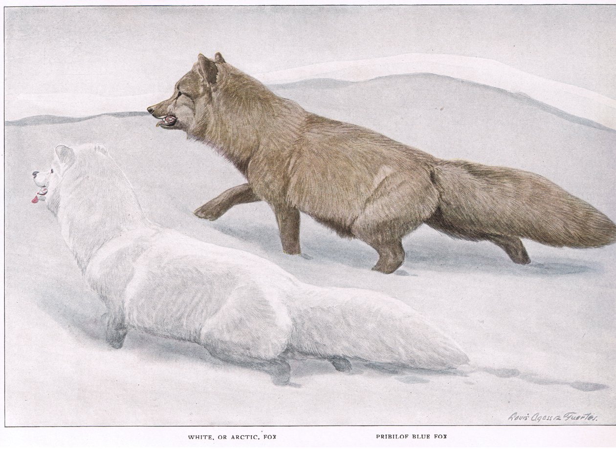 Lis polarny autorstwa Louis Agassiz Fuertes