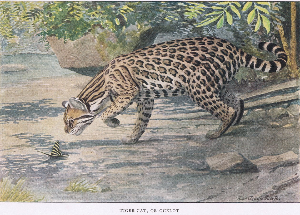 Kot Bob lub Ocelot autorstwa Louis Agassiz Fuertes