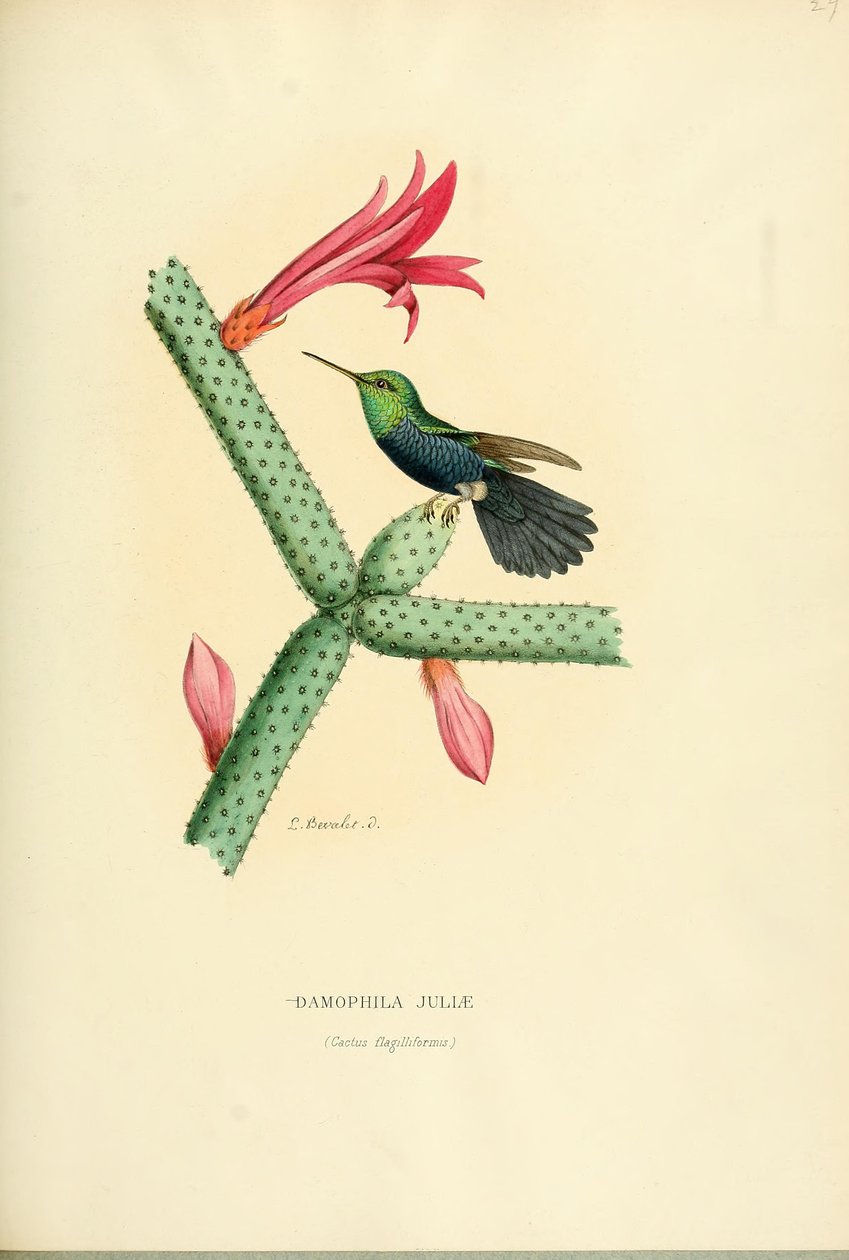 Damophila julia autorstwa Louis Victor Bevalet