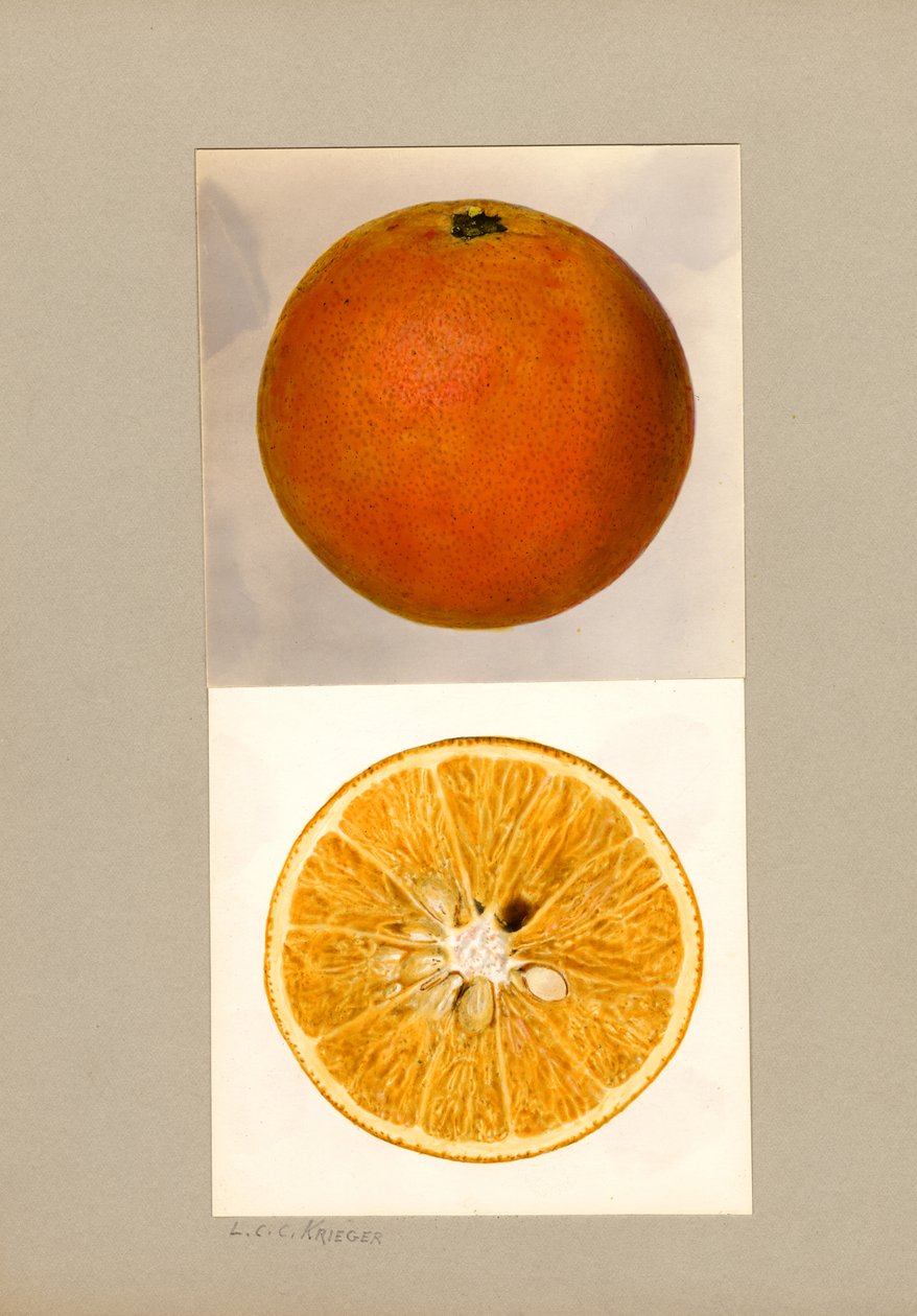 Pomarańcza ananasowa (Citrus sinensis) autorstwa Louis Charles Christopher Krieger