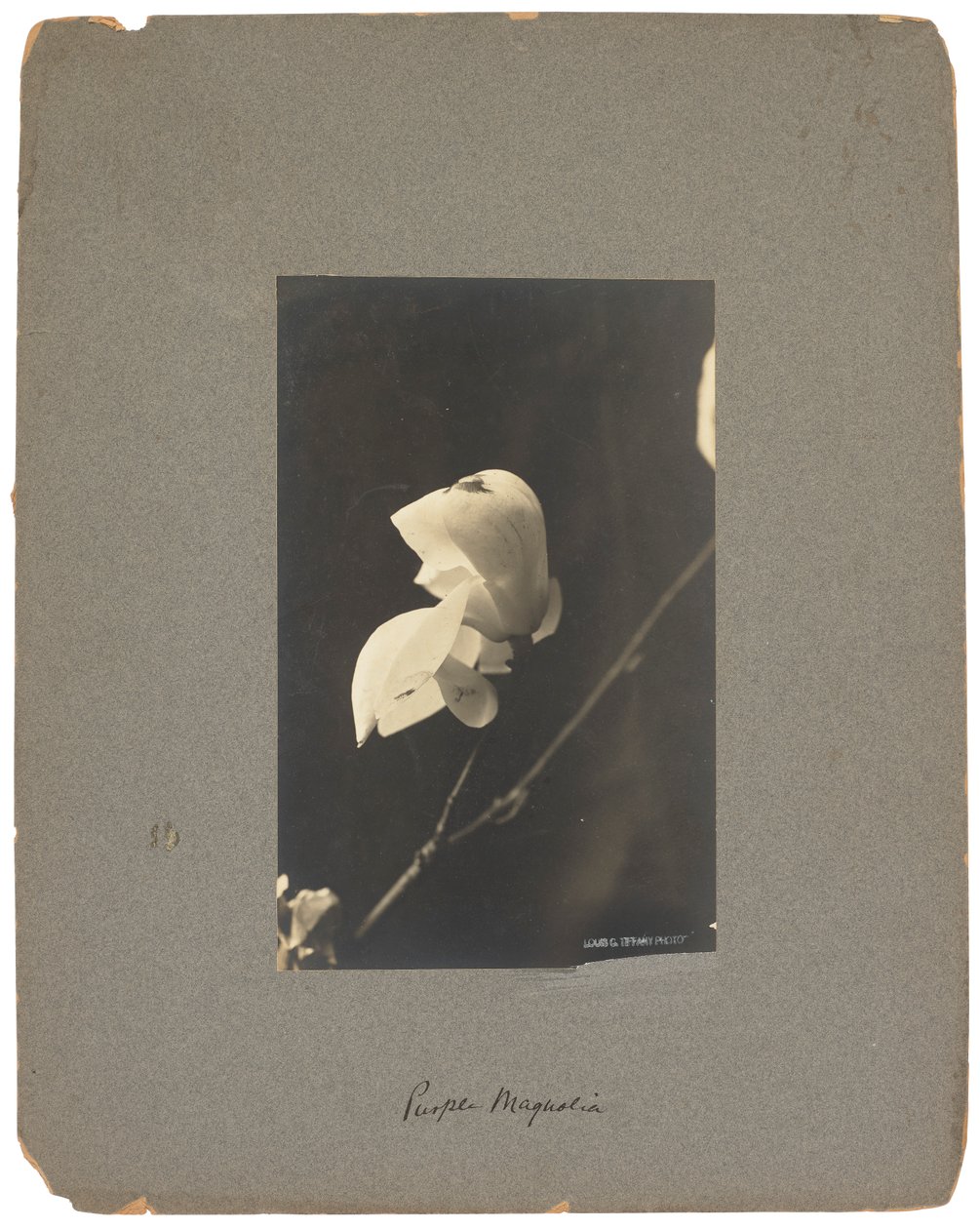 Tiffany Studios, ok. 1898-1920 (fotografia czarno-biała) autorstwa Louis Comfort Tiffany
