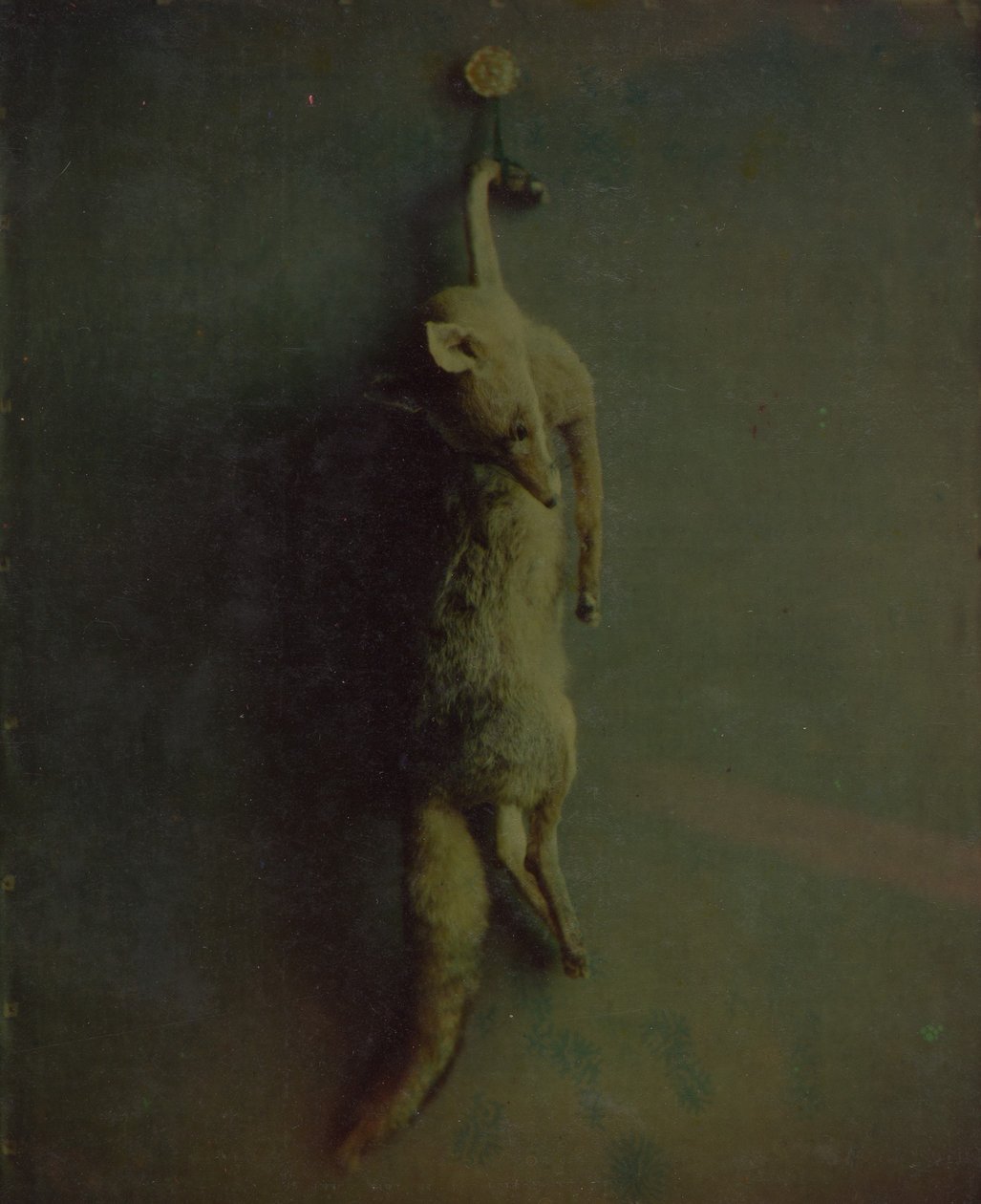 Lis, ca. 1870. autorstwa Louis Ducos du Hauron