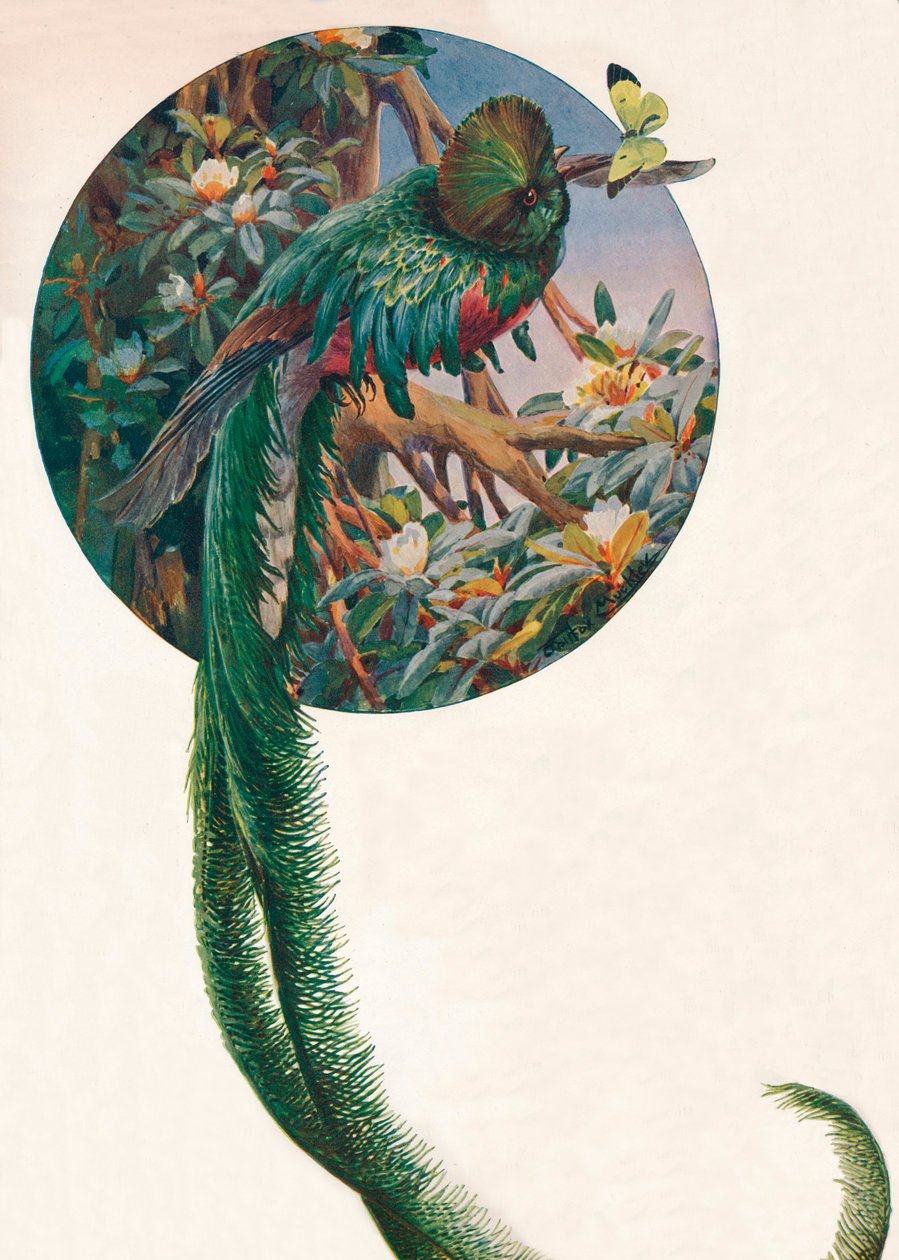 „Trogony z długimi ogonami”, c1910, 1911 autorstwa Louis Fairfax Muckley