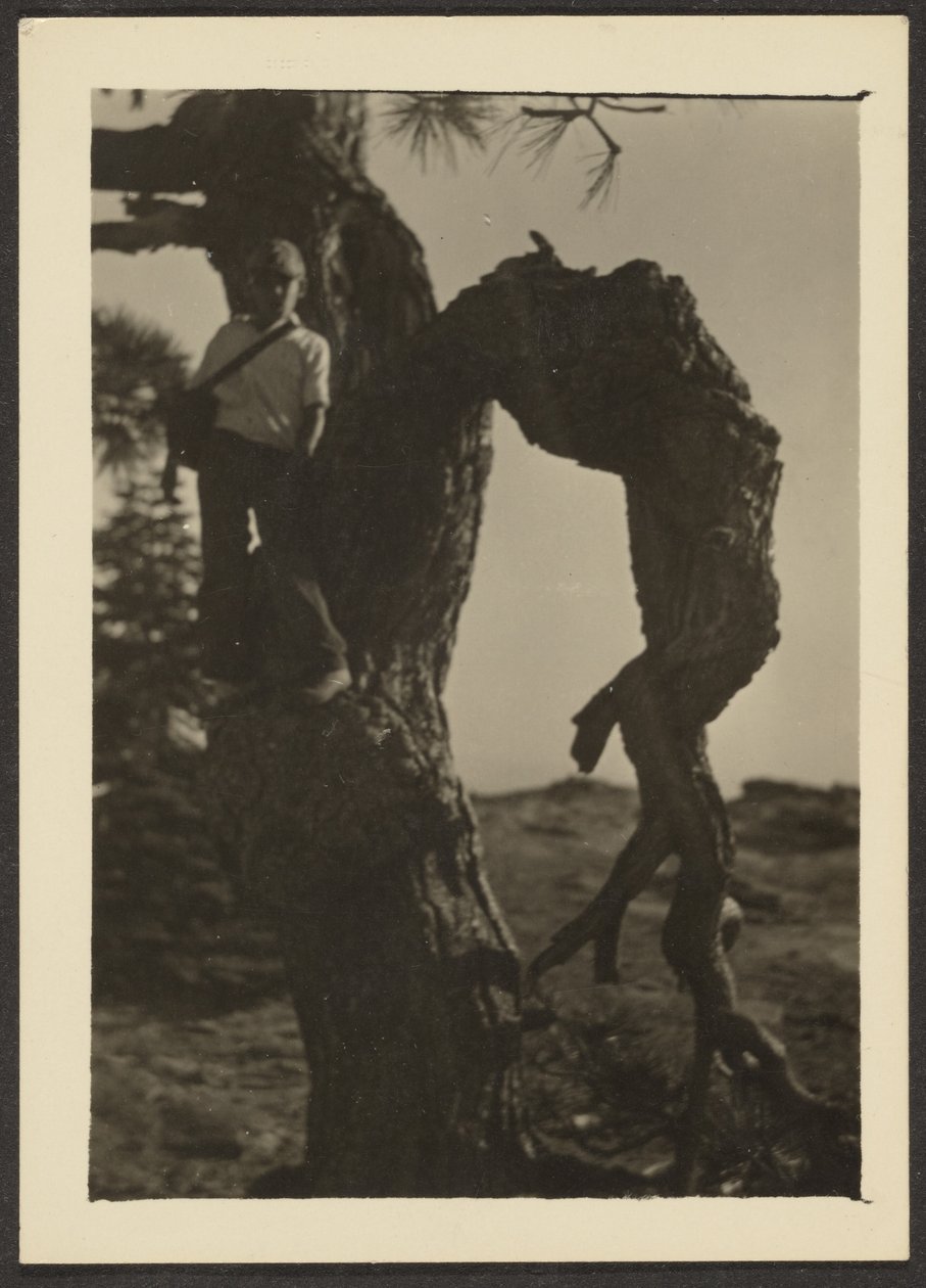 [Bobby na Knot of Pine Tree] autorstwa Louis Fleckenstein