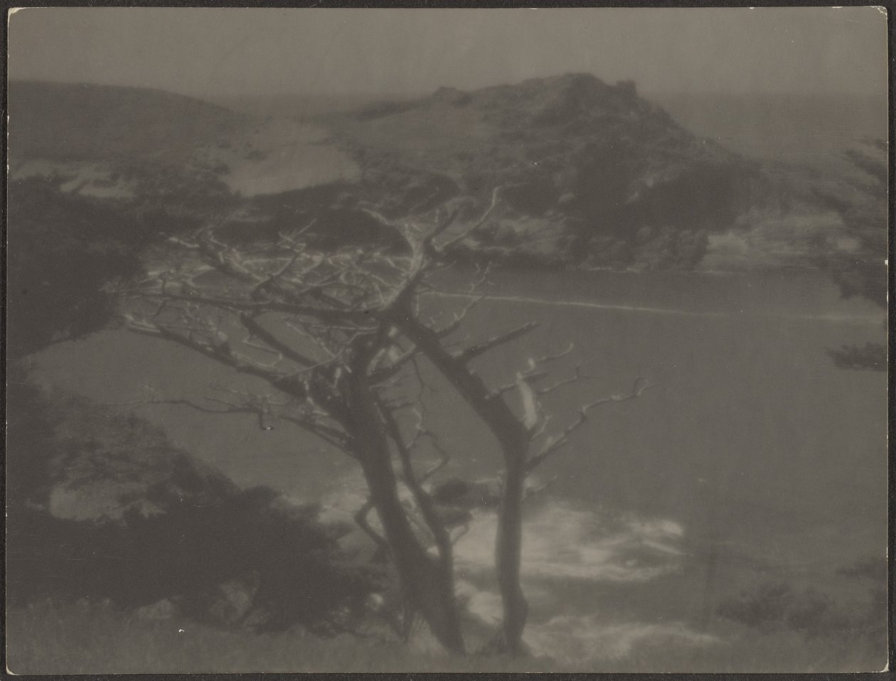 [Cypress on Coast] autorstwa Louis Fleckenstein