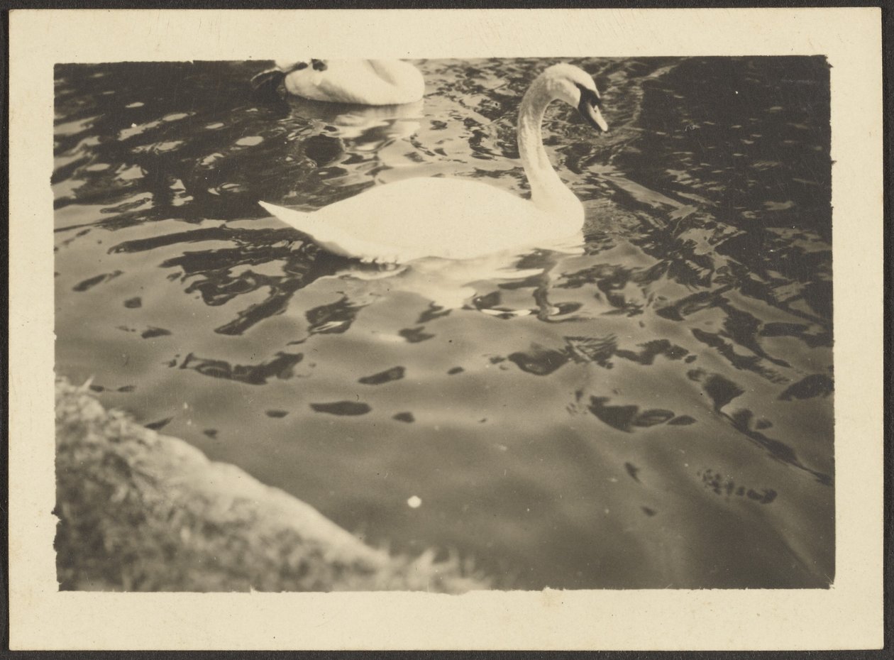 [Swan] autorstwa Louis Fleckenstein