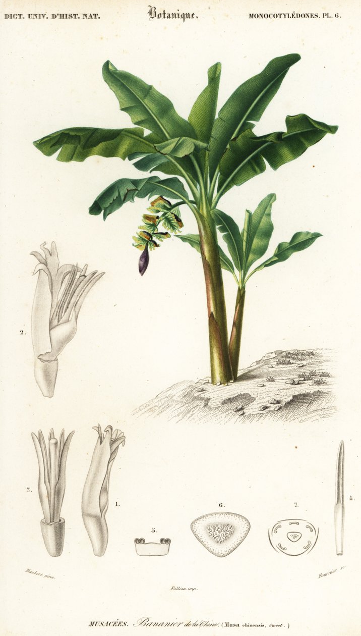 Banan, Musa acuminata., 1849 (grawerowanie) autorstwa Louis Joseph Edouard Maubert
