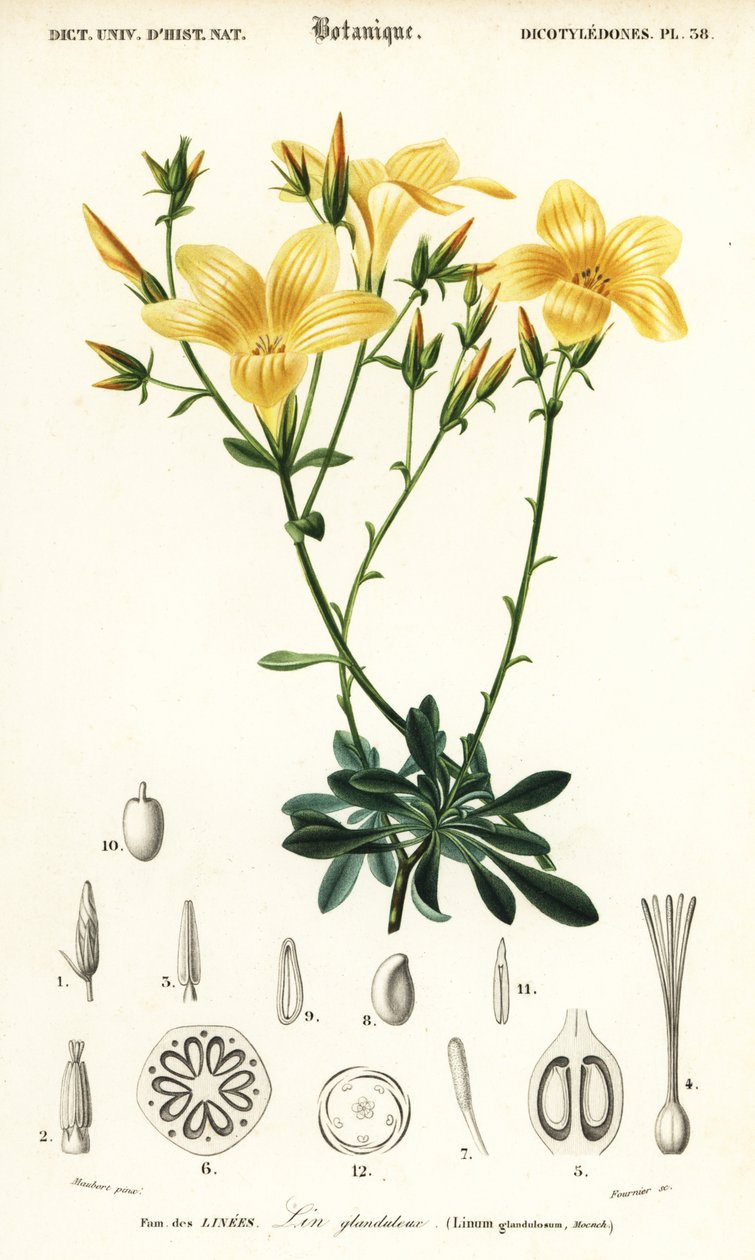 Len, Linum campanulatum., 1849 (grafika) autorstwa Louis Joseph Edouard Maubert
