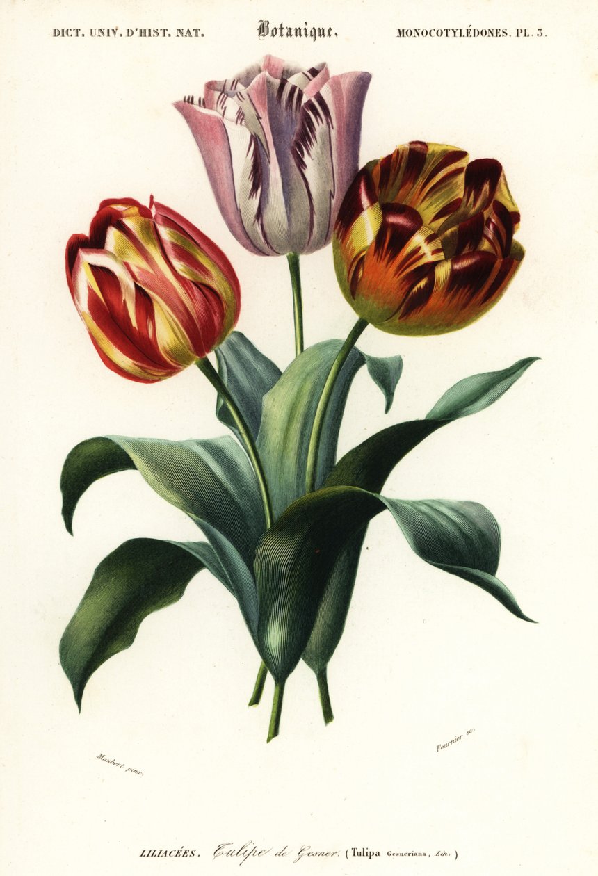 Tulipan ogrodowy, Tulipa gesneriana.,1849 (grawerowanie) autorstwa Louis Joseph Edouard Maubert
