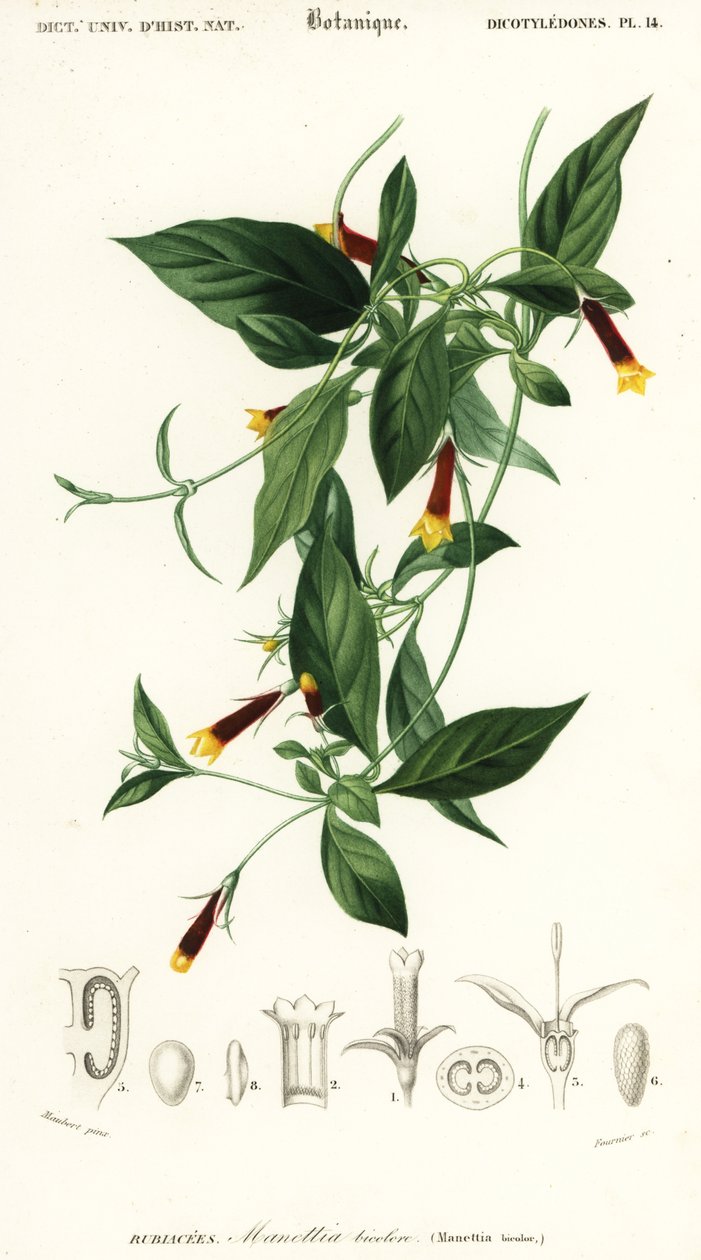 Manettia luteorubra. ,1849 (grawerowanie) autorstwa Louis Joseph Edouard Maubert