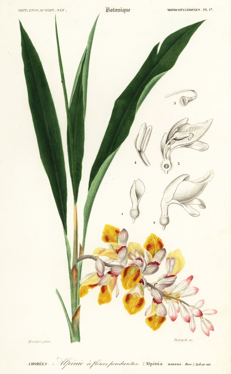 Skorupiak, Orzech Alpinia. ,1849 (grawerowanie) autorstwa Louis Joseph Edouard Maubert