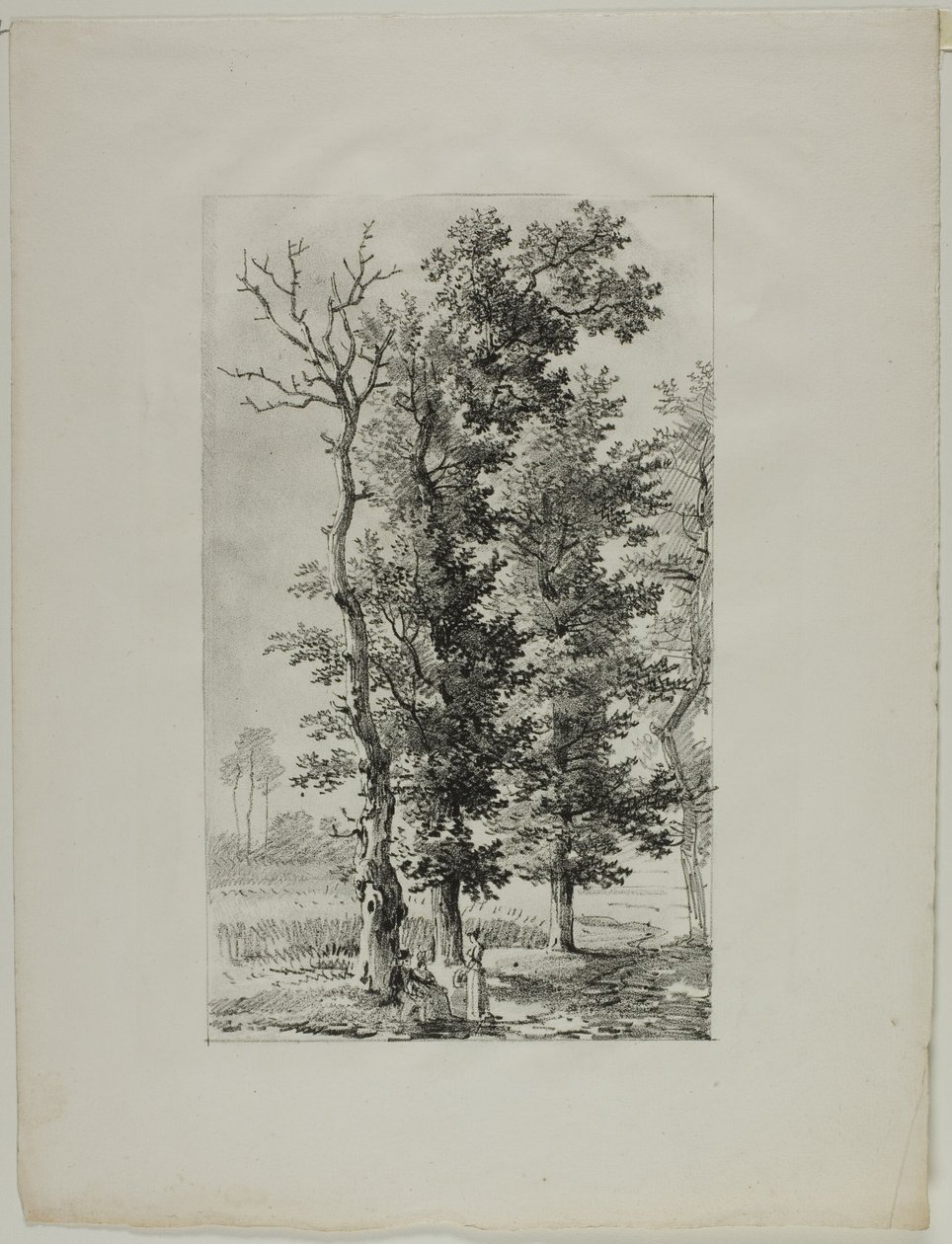 Studium Drzew autorstwa Louis Pierre Baltard