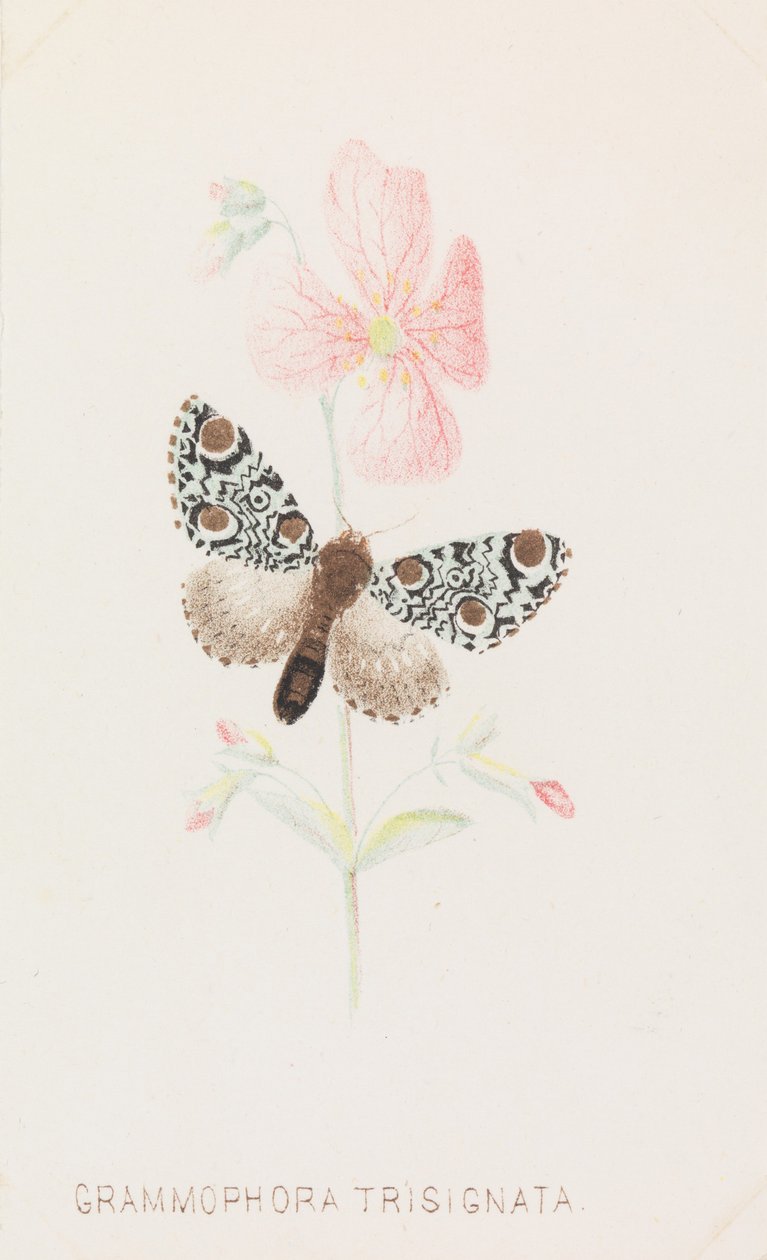 Grammophora Trisignata, 1862.. autorstwa Louis Prang