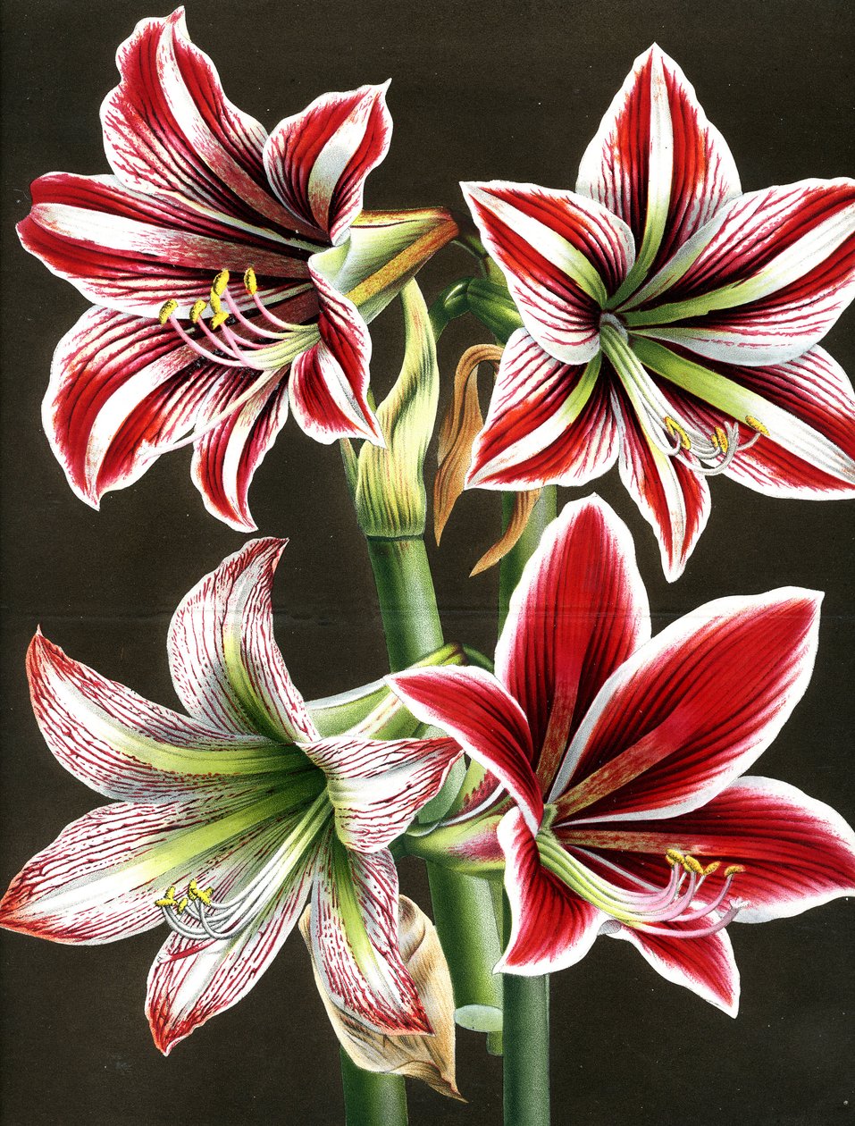 AMARYLIS HIPPEASTRA (grawerunek) autorstwa Louis Van Houtte