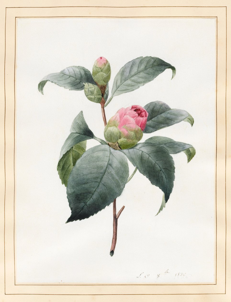 Kamelia, 1826 (wc na welinie) autorstwa Louise DOrleans