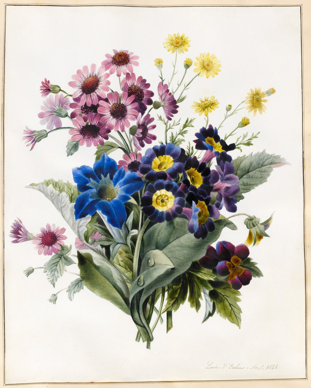 Kwiaty mieszane, Aster sp., Auricula, Krostawiec, Altówka, Campanula, Gentiana Acaulis, 1828 (wc z pewnym kolorem ciała na welinie) autorstwa Louise DOrleans