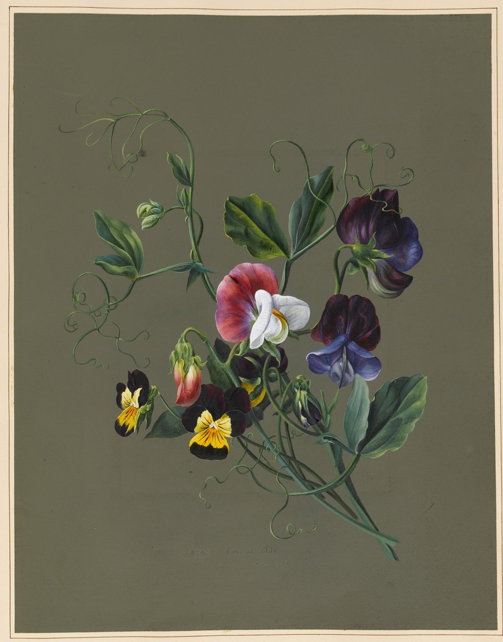 Słodki groszek (Quitro) i altówki, 1830 (wc i kolor nadwozia na papierze z przygotowaną ziemią) autorstwa Louise DOrleans