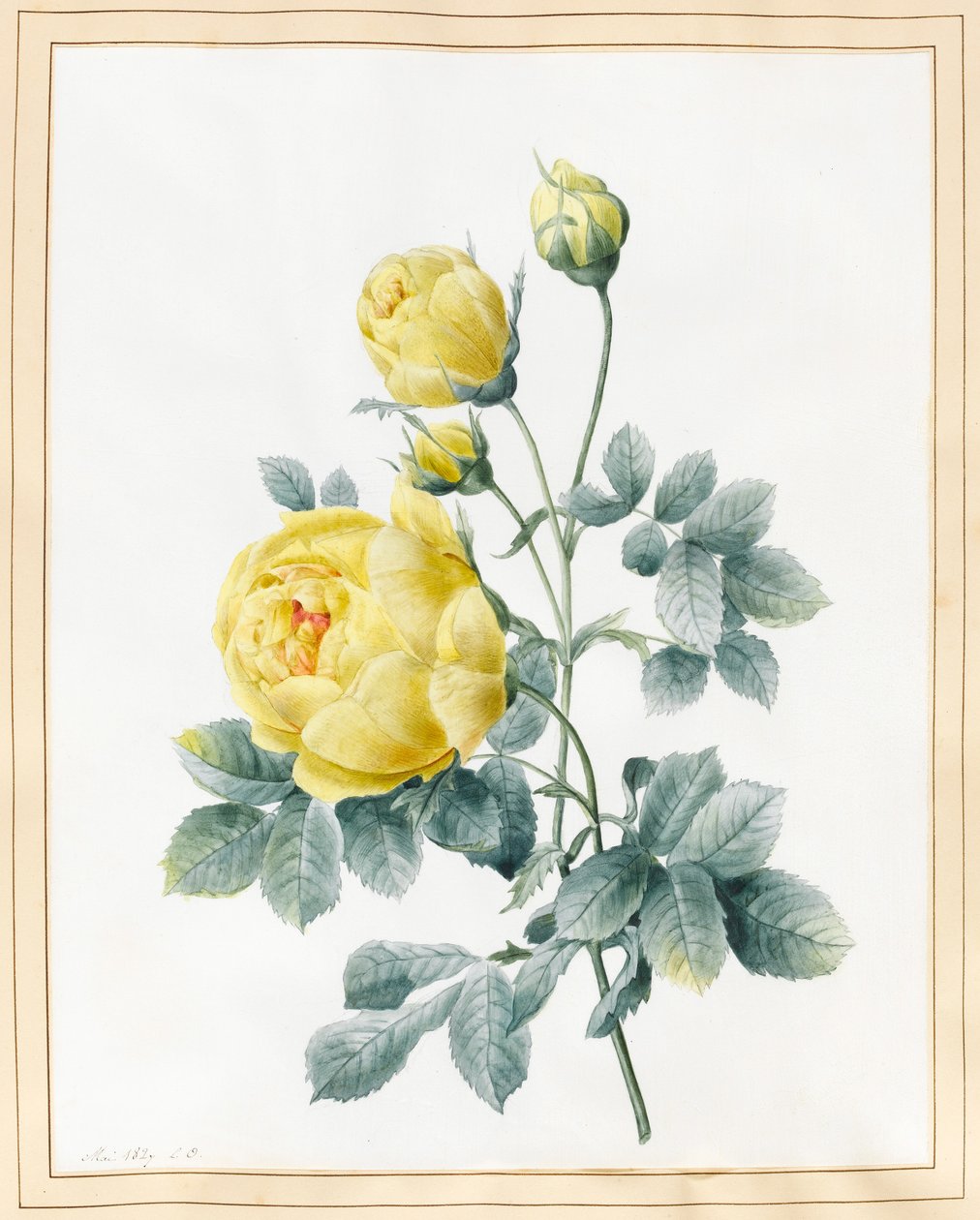 Żółte róże, 1827 (wc na welonie) autorstwa Louise DOrleans