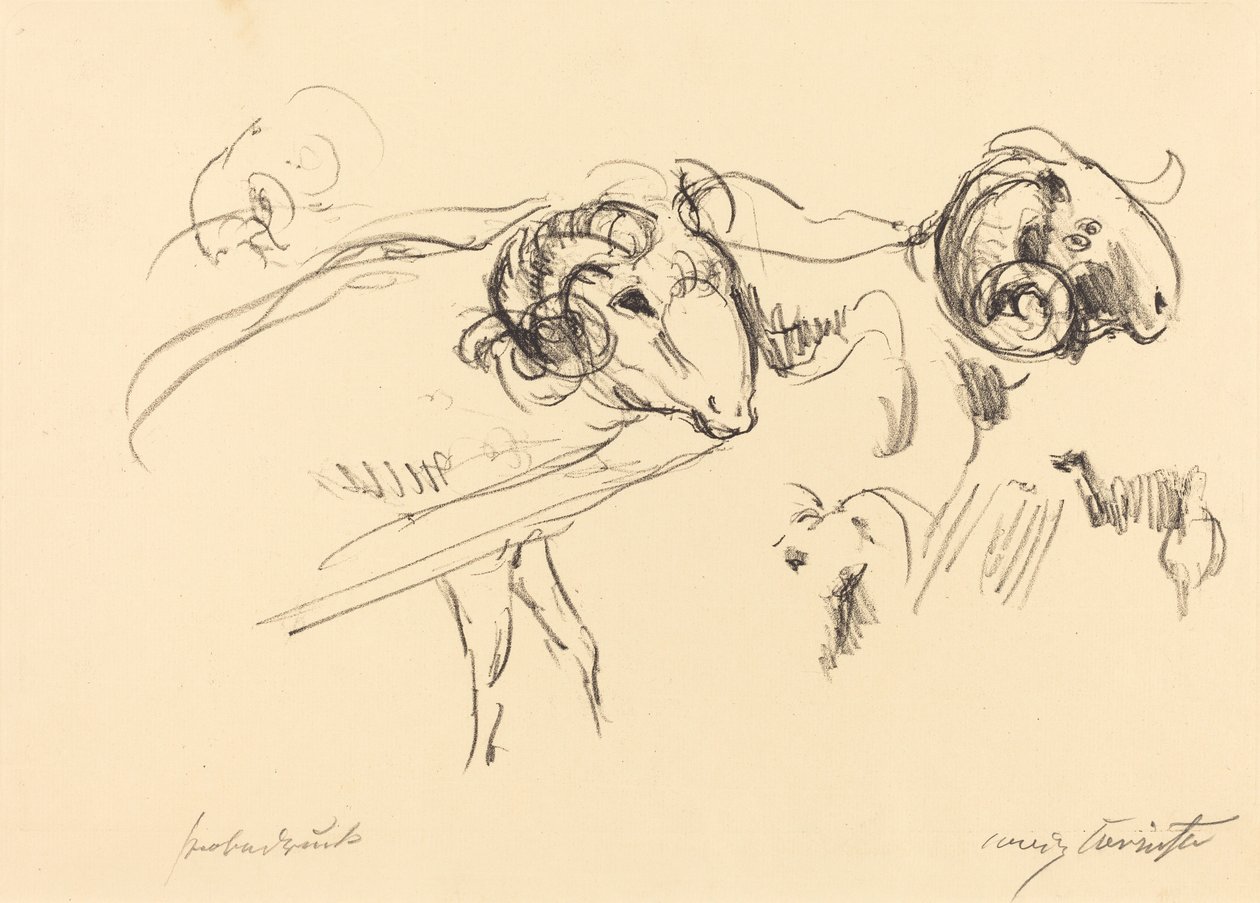 Schafböcke (Barany) autorstwa Lovis Corinth